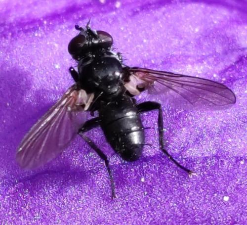 Réf. 308 298 : Phania sp.